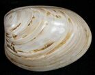 Wide Polished Fossil Clam - Jurassic #12079-1